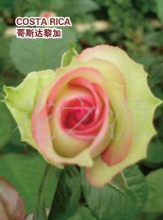 昆明华源花卉 高品质鲜切玫瑰，点亮您的礼赠生活